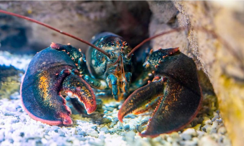 Diet And Feeding Habits Of The Lobster