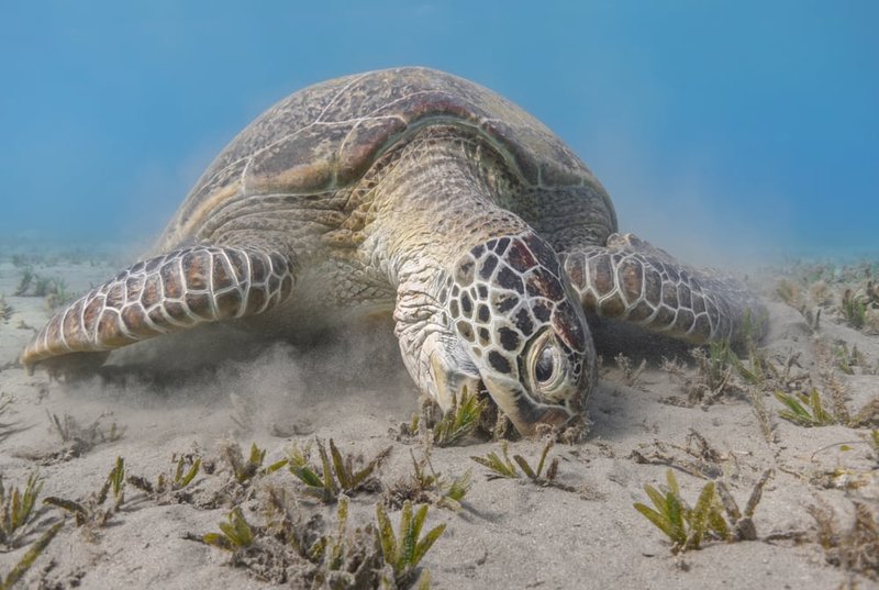 Diet And Feeding Habits Of The Loggerhead Turtle