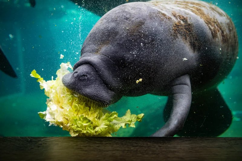 Diet And Feeding Habits Of The Manatee