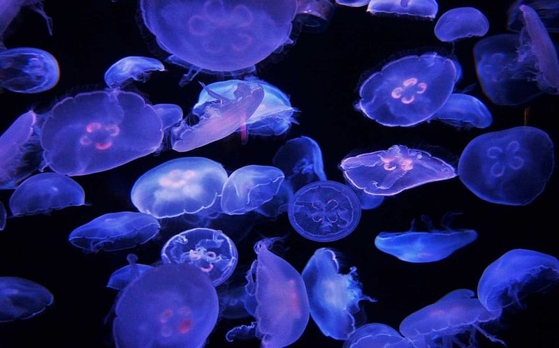 Diet And Feeding Habits Of The Moon Jellyfish