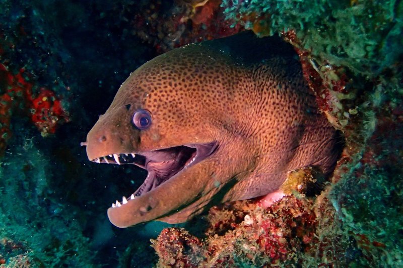 Diet And Feeding Habits Of The Moray Eel