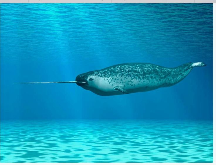 Diet And Feeding Habits Of The Narwhal