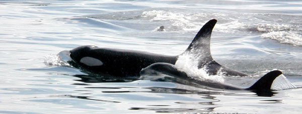 Diet And Feeding Habits Of The Orca (Killer Whale)