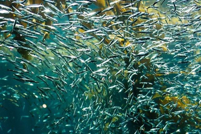 Diet And Feeding Habits Of The Sardine