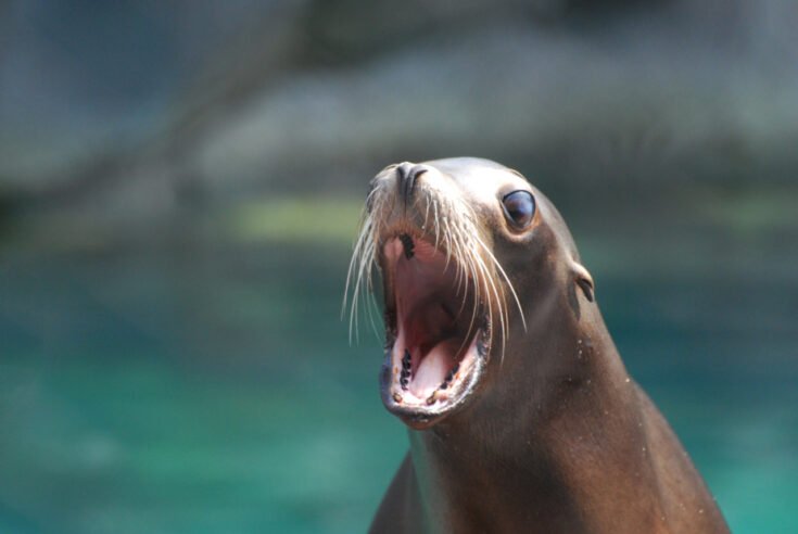 Diet And Feeding Habits Of The Sea Lion