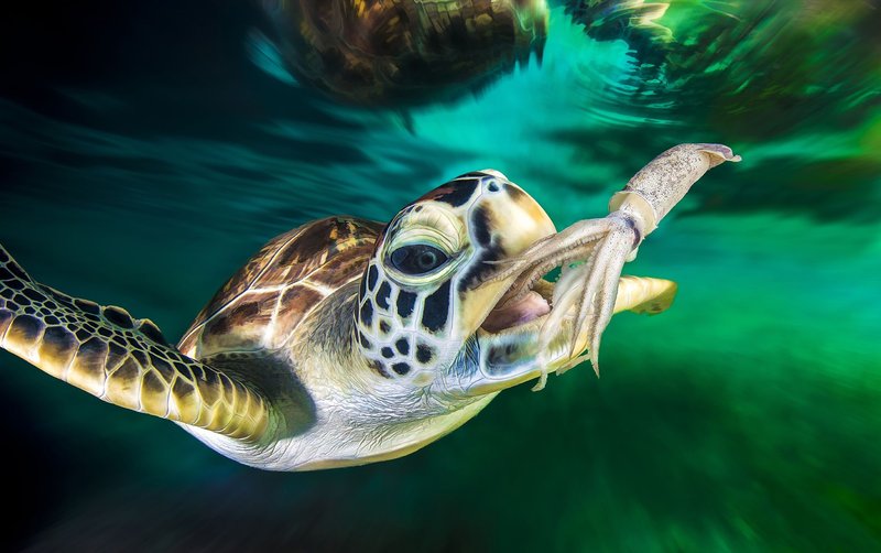 Diet And Feeding Habits Of The Sea Turtle