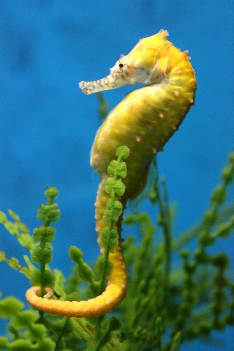 Diet And Feeding Habits Of The Seahorse