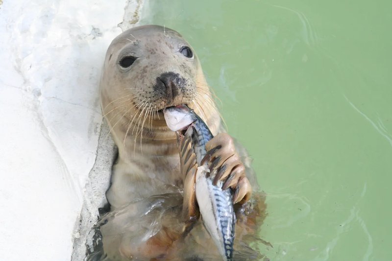 Diet And Feeding Habits Of The Seal