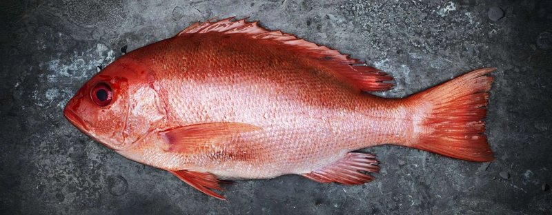 Diet And Feeding Habits Of The Snapper