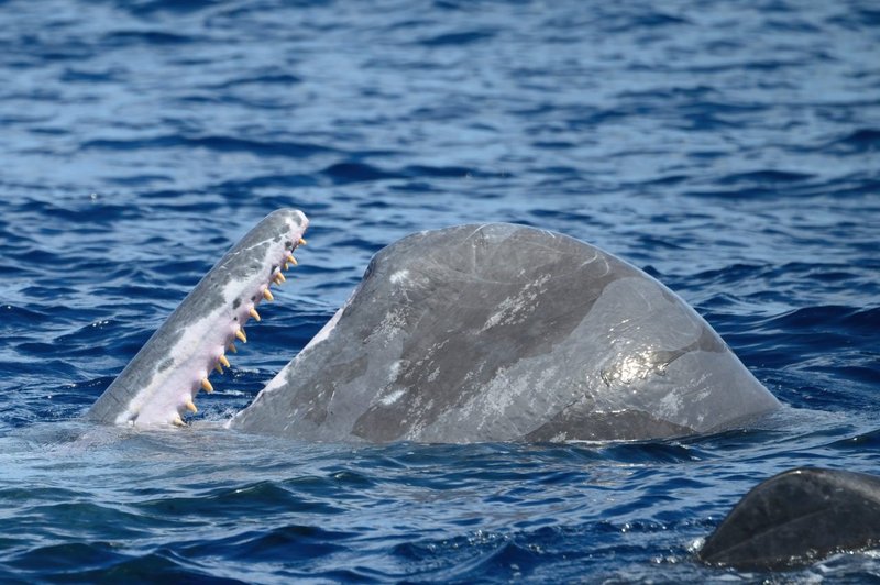 Diet And Feeding Habits Of The Sperm Whale