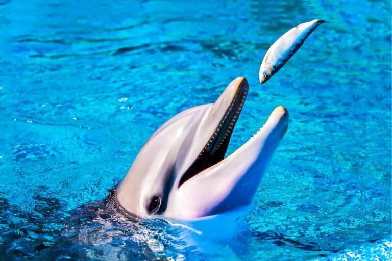 Diet And Feeding Habits Of The Spinner Dolphin