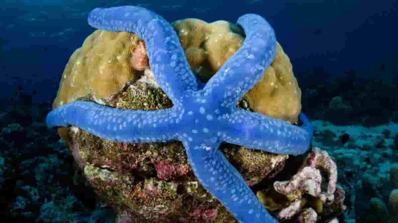 Diet And Feeding Habits Of The Starfish