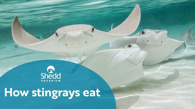 Diet And Feeding Habits Of The Stingray