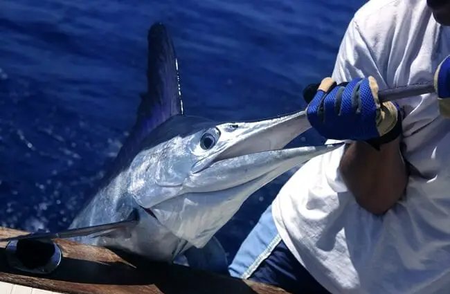Diet And Feeding Habits Of The Swordfish