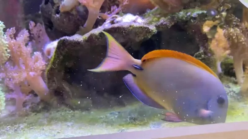 Diet And Feeding Habits Of The Tang Fish