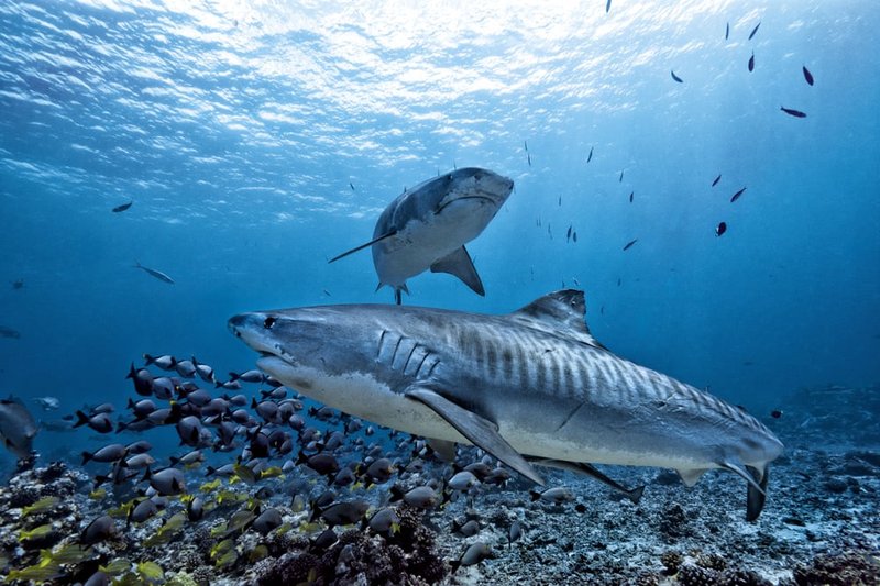 Diet And Feeding Habits Of The Tiger Shark