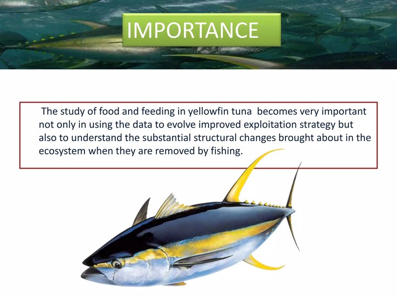 Diet And Feeding Habits Of The Tuna
