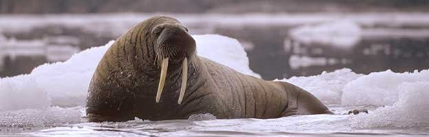 Diet And Feeding Habits Of The Walrus