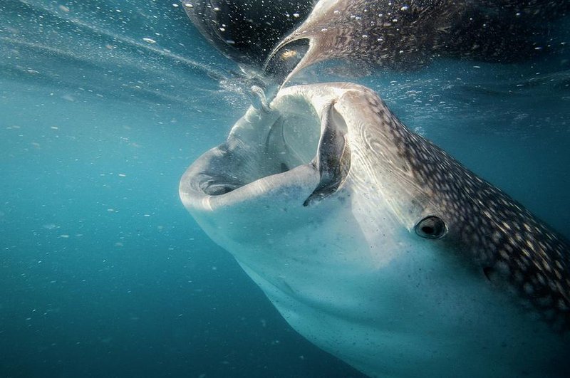 Diet And Feeding Habits Of The Whale Shark