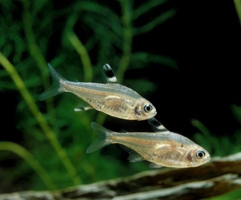 Diet And Feeding Habits Of The X-Ray Tetra