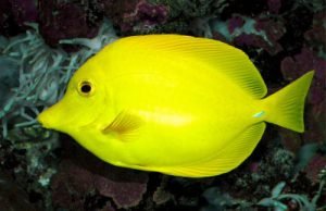 Diet And Feeding Habits Of The Yellow Tang