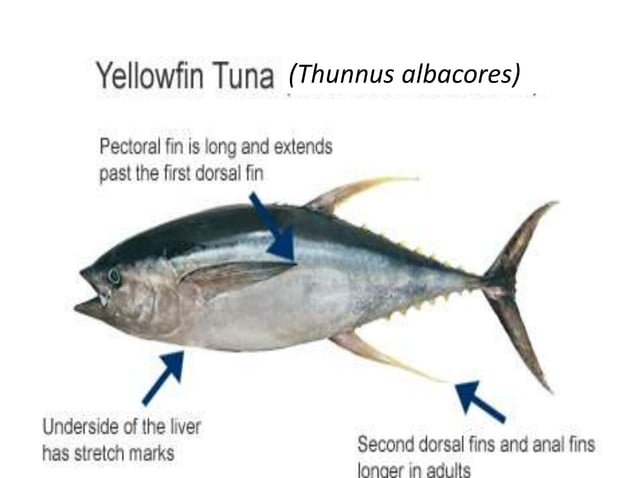 Diet And Feeding Habits Of The Yellowfin Tuna