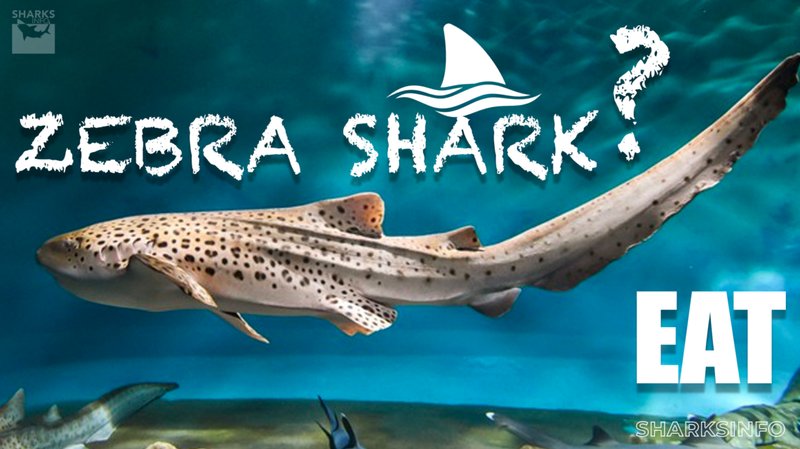 Diet And Feeding Habits Of The Zebra Shark