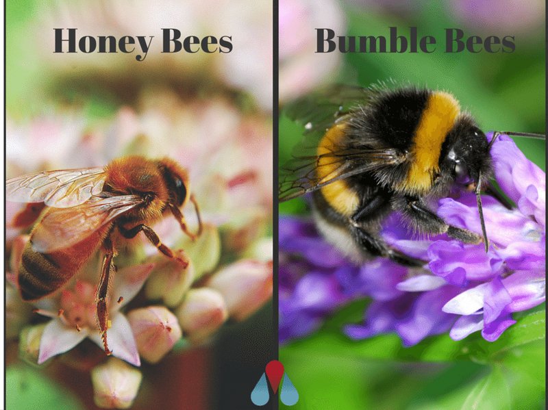 Difference Between Bumblebee And Other Bee Types