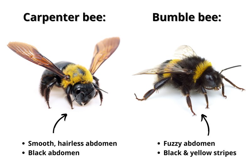 Difference Between Carpenter Bee And Other Bee Types
