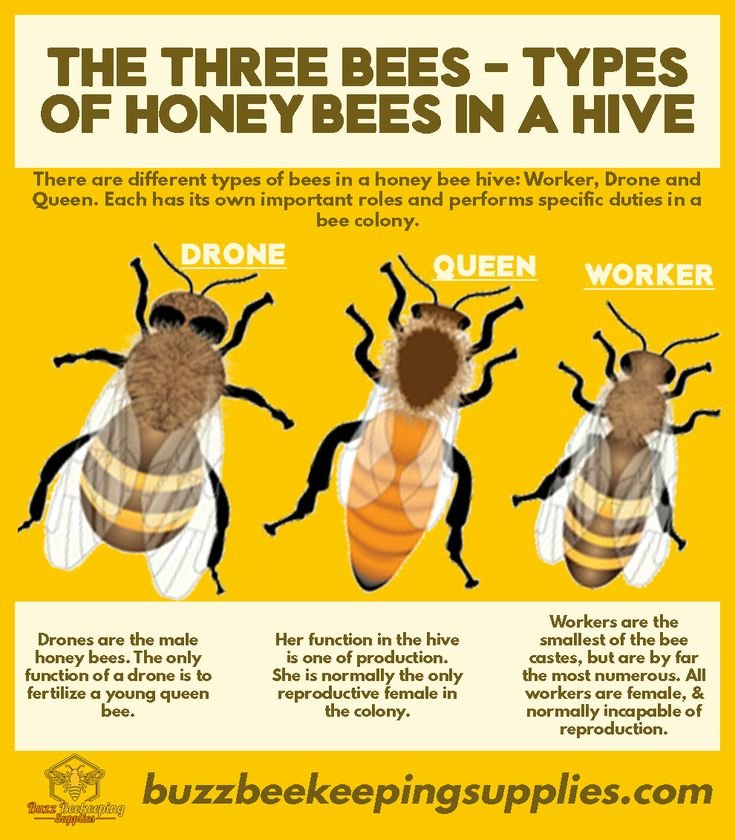 Difference Between Honey Bee And Other Bee Types