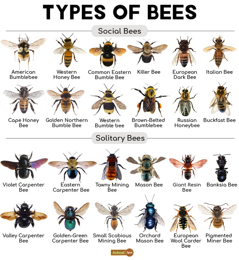 Difference Between Killer Bee (Africanized) And Other Bee Types