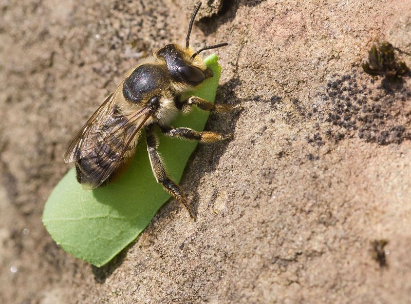 Difference Between Leafcutter Bee And Other Bee Types