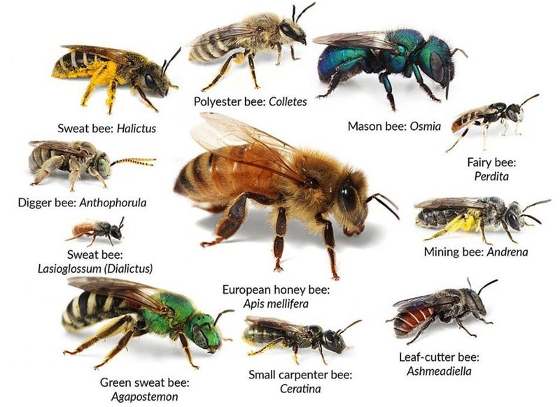Difference Between Mason Bee And Other Bee Types
