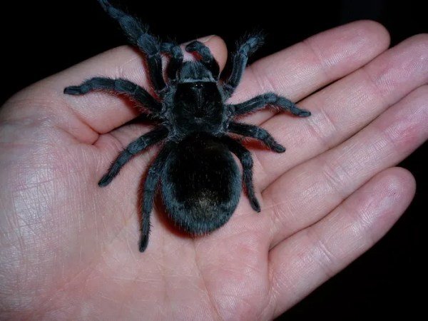 Difference Between The Brazilian Black Tarantula And Other Tarantulas