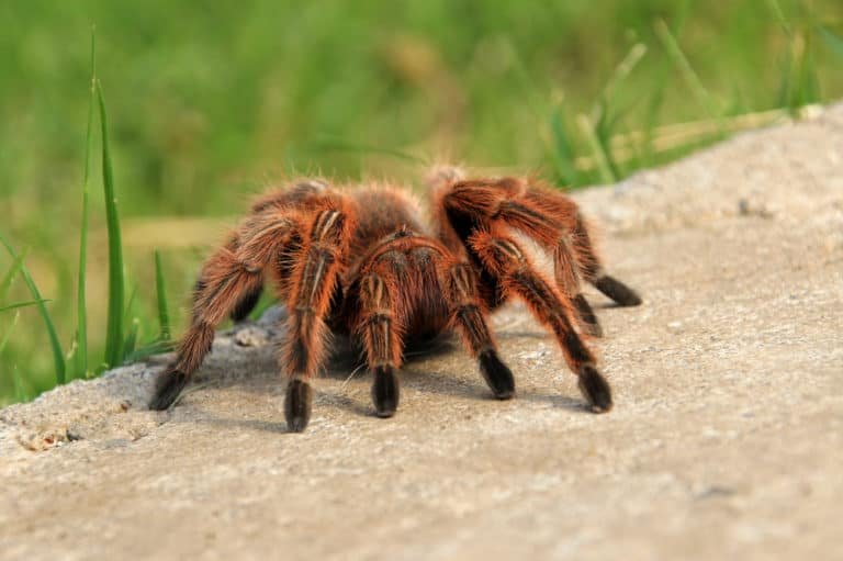 Difference Between The Chilean Rose Tarantula And Other Tarantulas