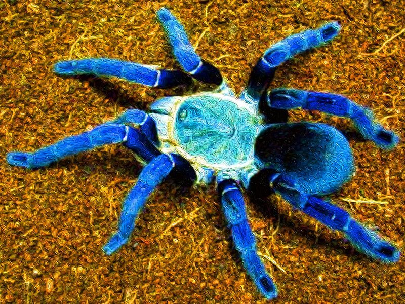 Difference Between The Cobalt Blue Tarantula And Other Tarantulas