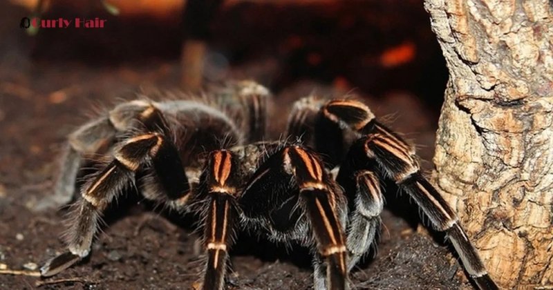 Difference Between The Curly Hair Tarantula And Other Tarantulas