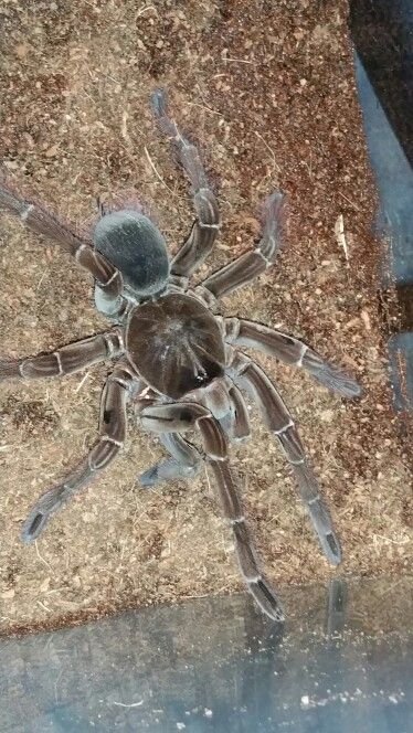 Difference Between The Goliath Birdeater And Other Tarantulas
