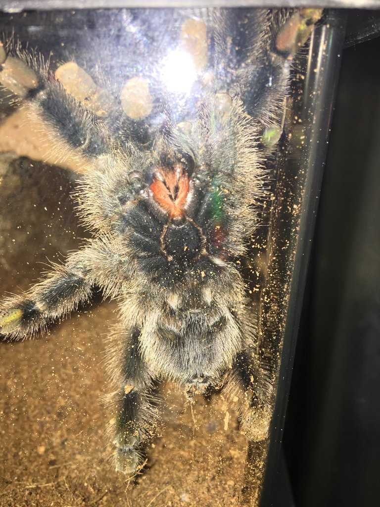 Difference Between The Pink Toe Tarantula And Other Tarantulas