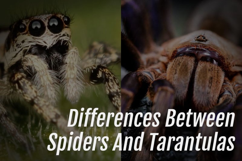 Difference Between The Skeleton Tarantula And Other Tarantulas