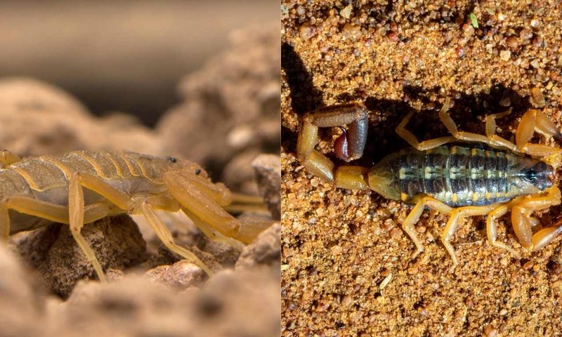 Difference Between The Striped Bark Scorpion And Other Species