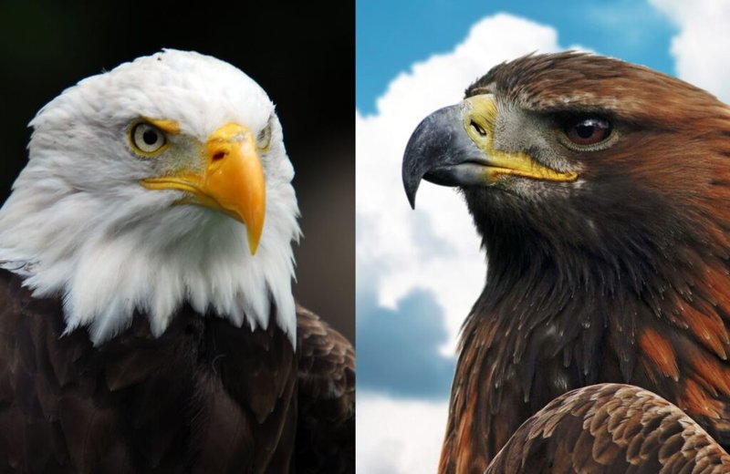 Differences Between The Bald Eagle And Similar Bird Species