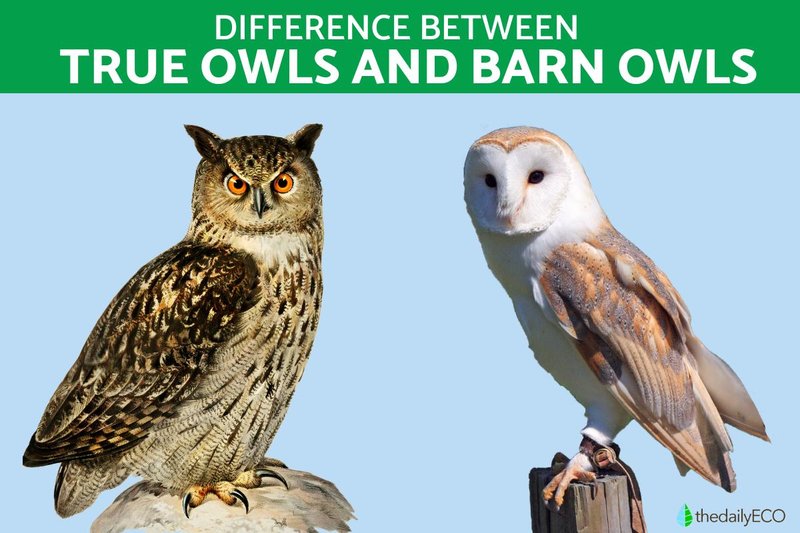 Differences Between The Barn Owl And Similar Bird Species