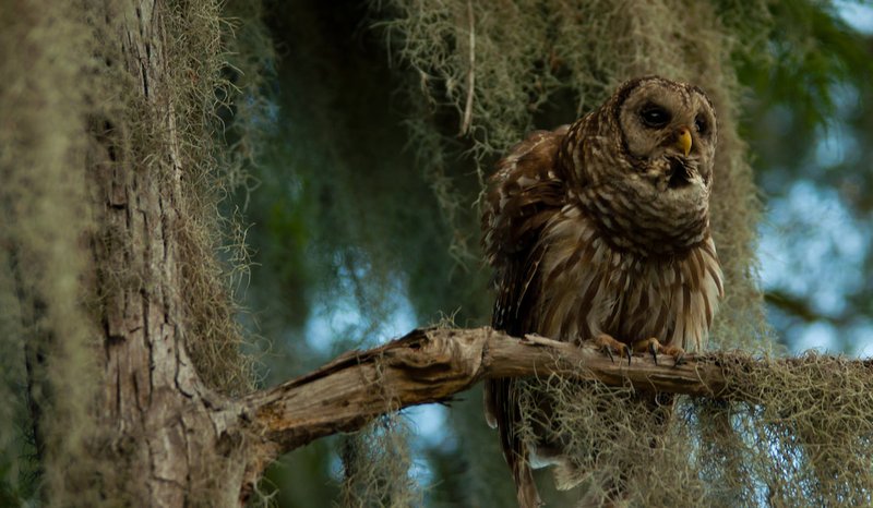 Differences Between The Barred Owl And Similar Bird Species