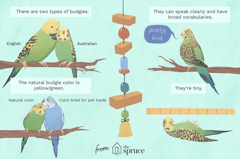 Differences Between The Budgie And Similar Bird Species