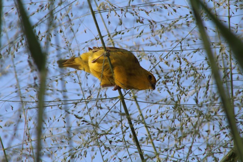 Differences Between The Canary And Similar Bird Species