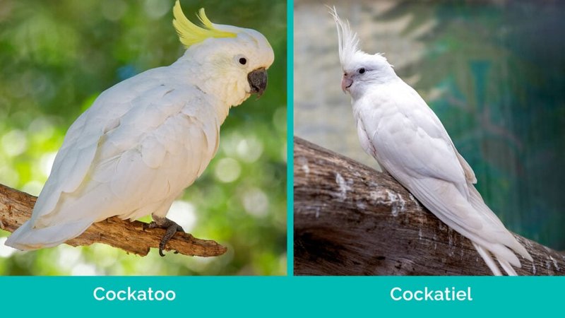 Differences Between The Cockatoo And Similar Bird Species