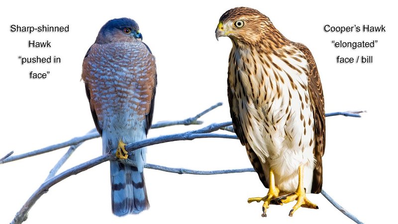 Differences Between The Cooper’S Hawk And Similar Bird Species