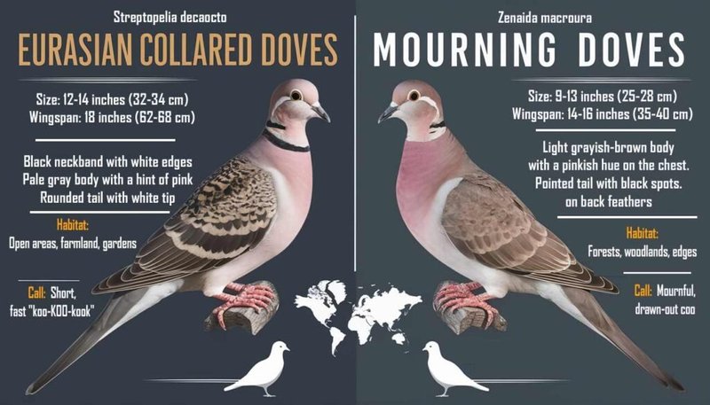 Differences Between The Dove And Similar Bird Species