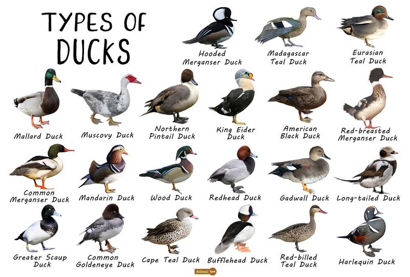 Differences Between The Duck And Similar Bird Species